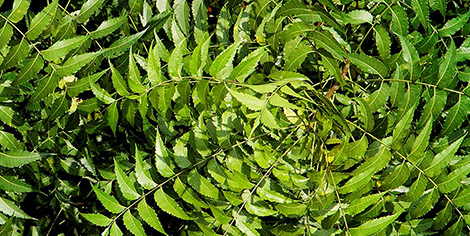 Nīms (Azadirachta indica) 
