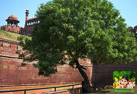 Neem tree herbals India Red fort