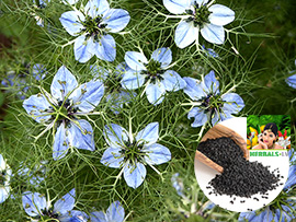 Black cumin, kalonji, Калинджи, Roman coriander, Nigella sativa Herbals