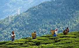 Darjeeling INDIJA Nepālas Sikimas Butānas herbals