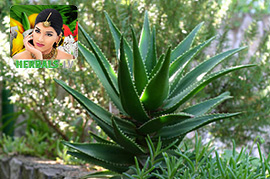 Aloe vera Pure Dermogel