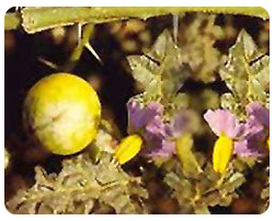 Solanum xanthocarpum