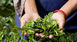 Organic india Tea Tulsi