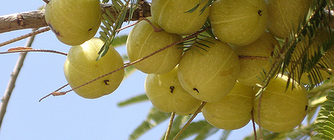 Amla (Emblica officinalis) 