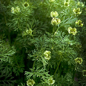 Nigella sativa