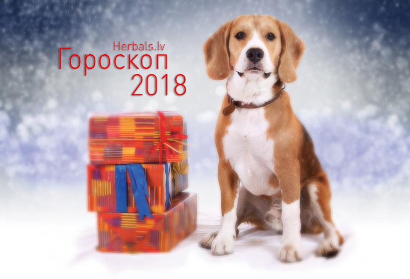 Гороскоп на 2018 год. Что обещает Желтая Собака?