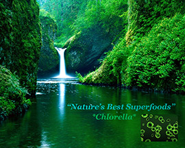 CHLORELLA superfoods herbals