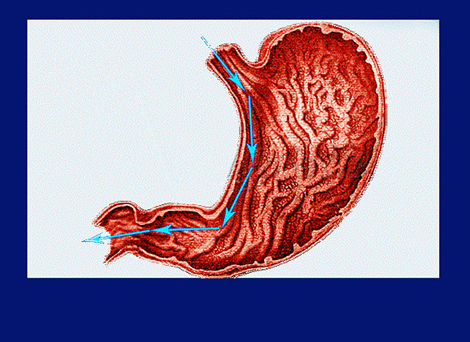 Dvizhenije vodi po zheludku