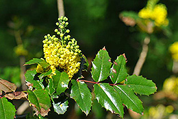 Mahonia aquifolium herbals natura house