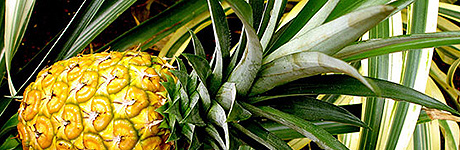 Ananas