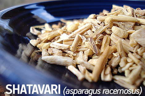 SHATAVARI (asparagus racemosus)
