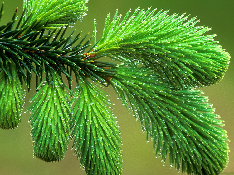 Picea-abies Pepolar Herbals Lapland