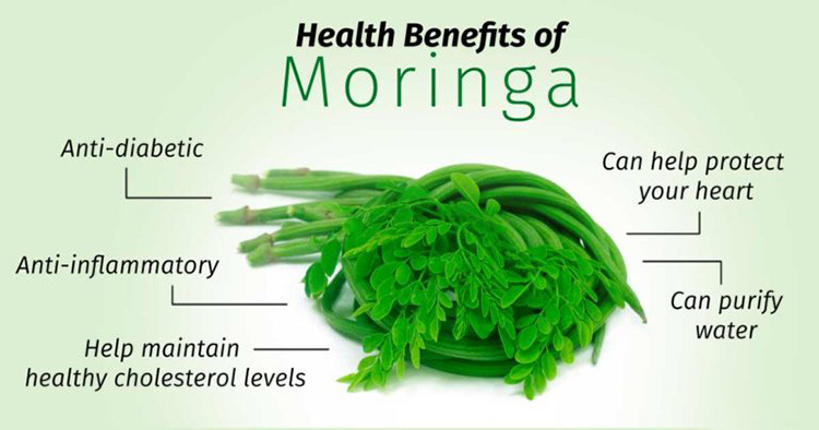 Moringa HerbalsLV