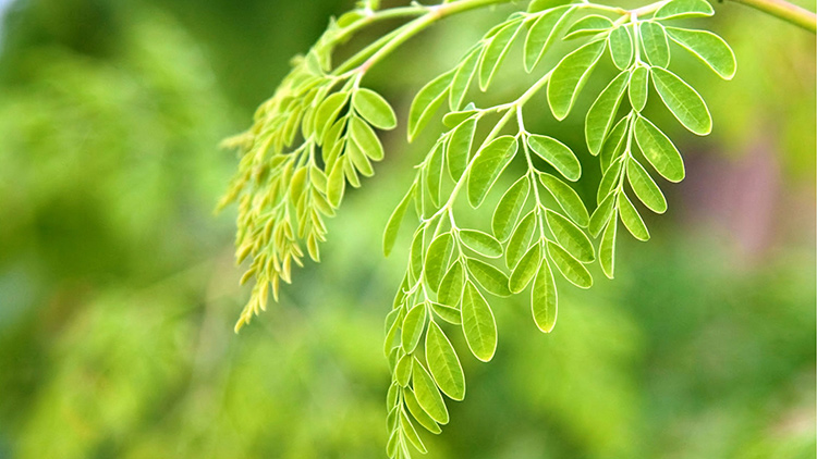 Moringa HerbalsLV