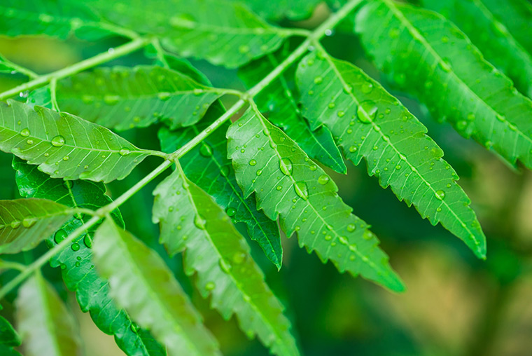 Neem Herbals 