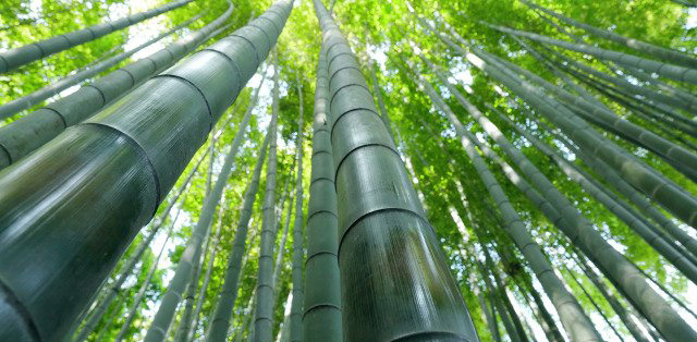 Bambus Herbals