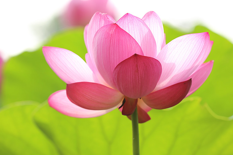 Lotus Pavasaris Herbals