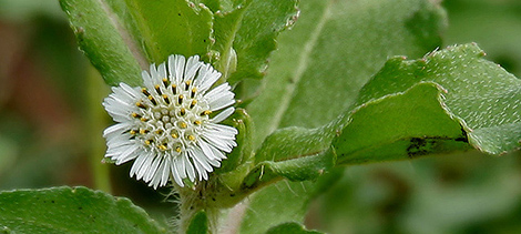 Bringaradž (Eclipta alba)