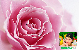 Rose Natura House Herbals