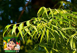 Neem (Azadirachta indica)