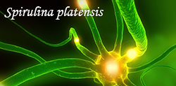Spirulina platensis 