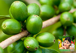 Green Cooffe plant