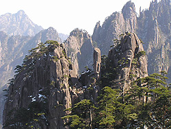 Huang mountains Chrysantemum tea 