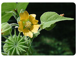 Abutilon indicum